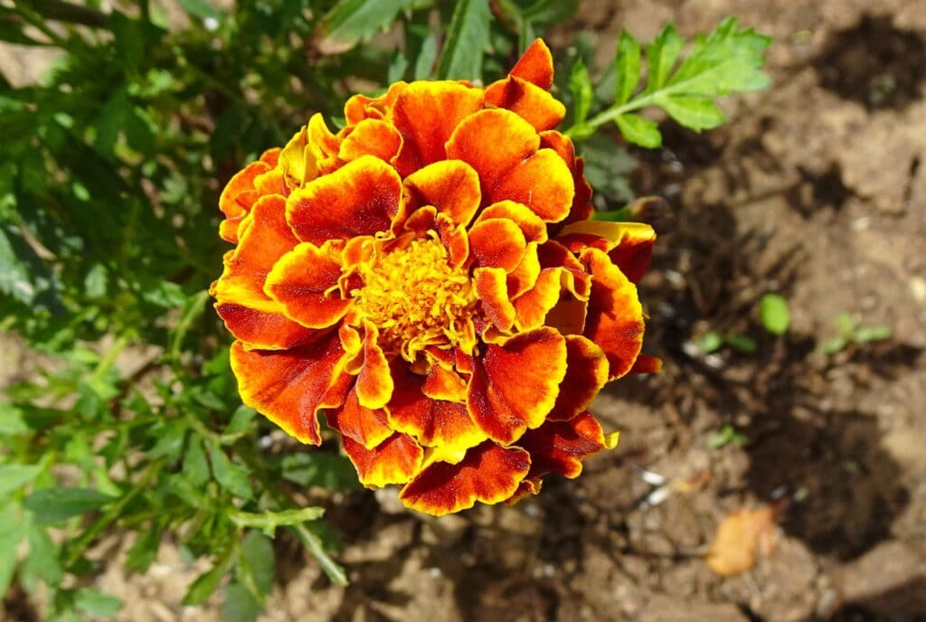 French Marigold