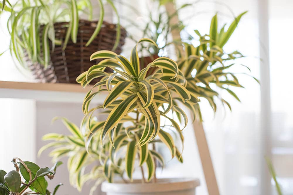 Fresh leaves spider plant pot in house garden with morning sunlight