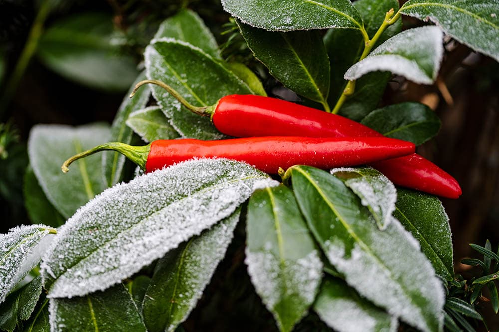 Frozen-pepper-plant_Wirestock-Creators_Shutterstock