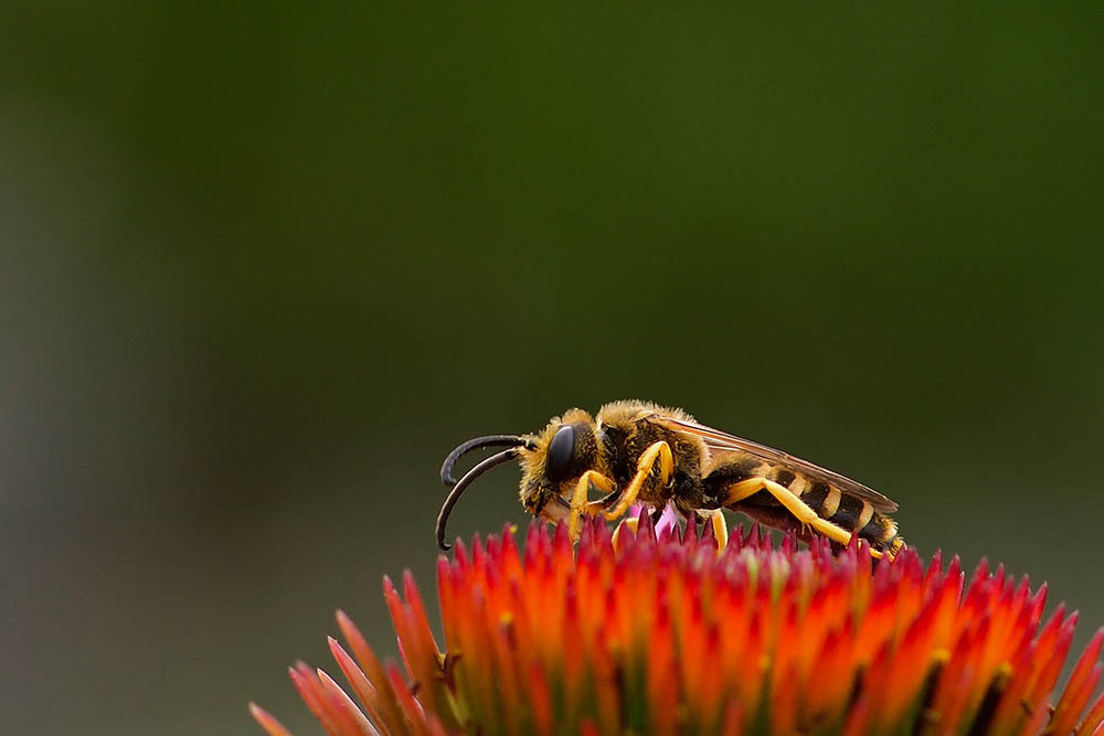 Furrow bee on a flower