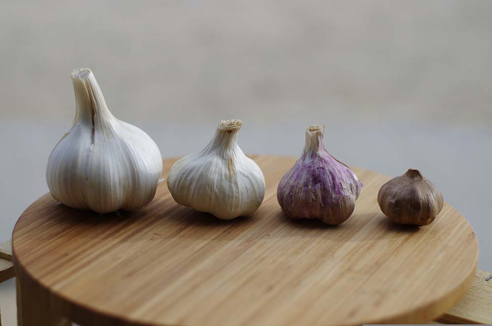 Garlic varieties