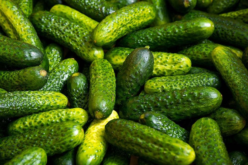 Gherkin pickled cucumber
