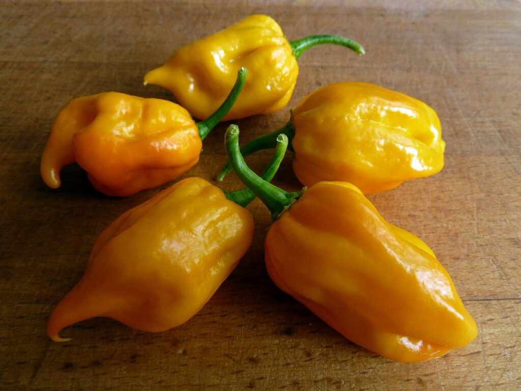 Golden Habanero Peppers