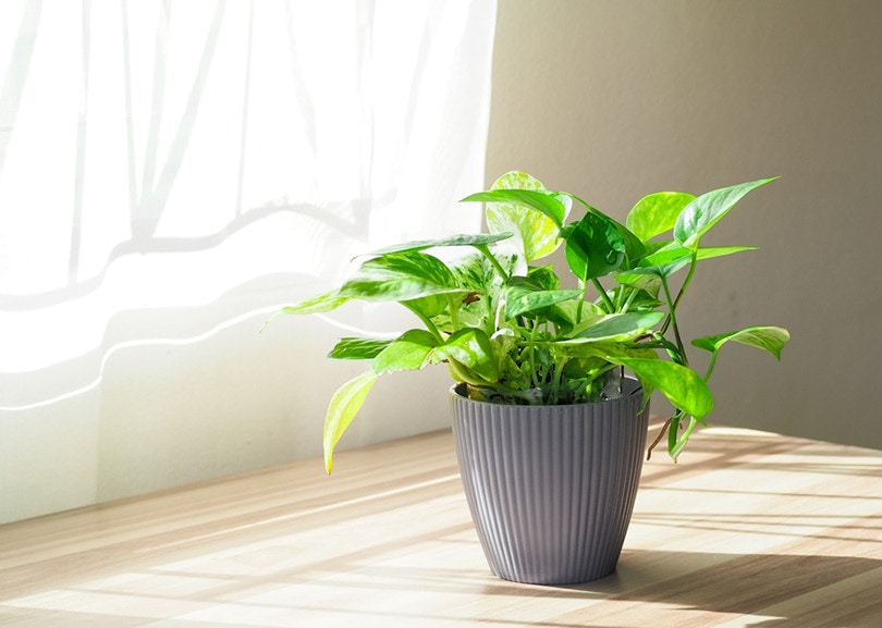 Golden green pothos