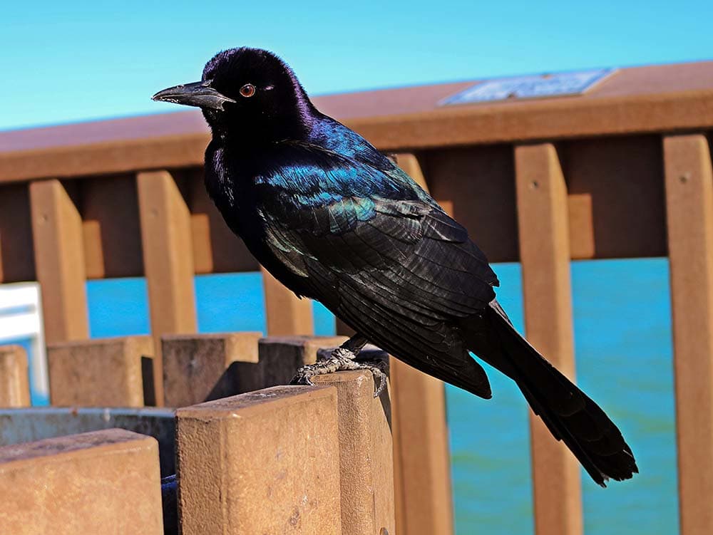 Grackle