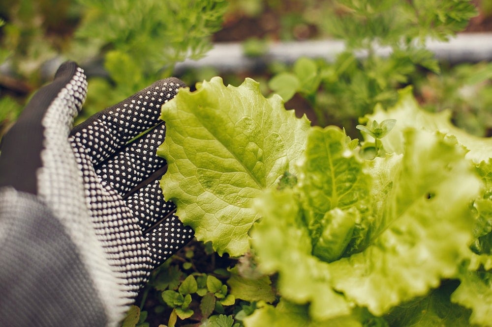 Grand Rapids Lettuce