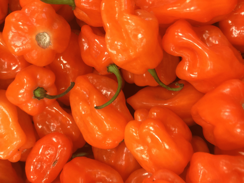 Habanero Peppers
