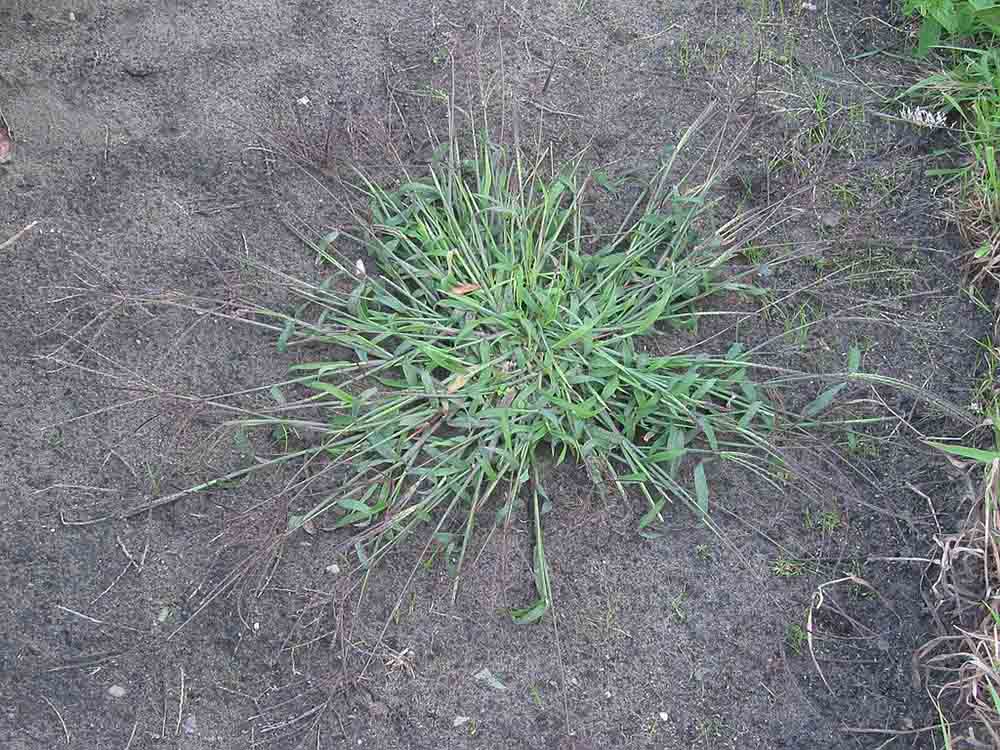 Harig vingergras plant (Digitaria_sanguinalis)