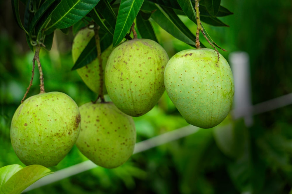 Himsagar mango
