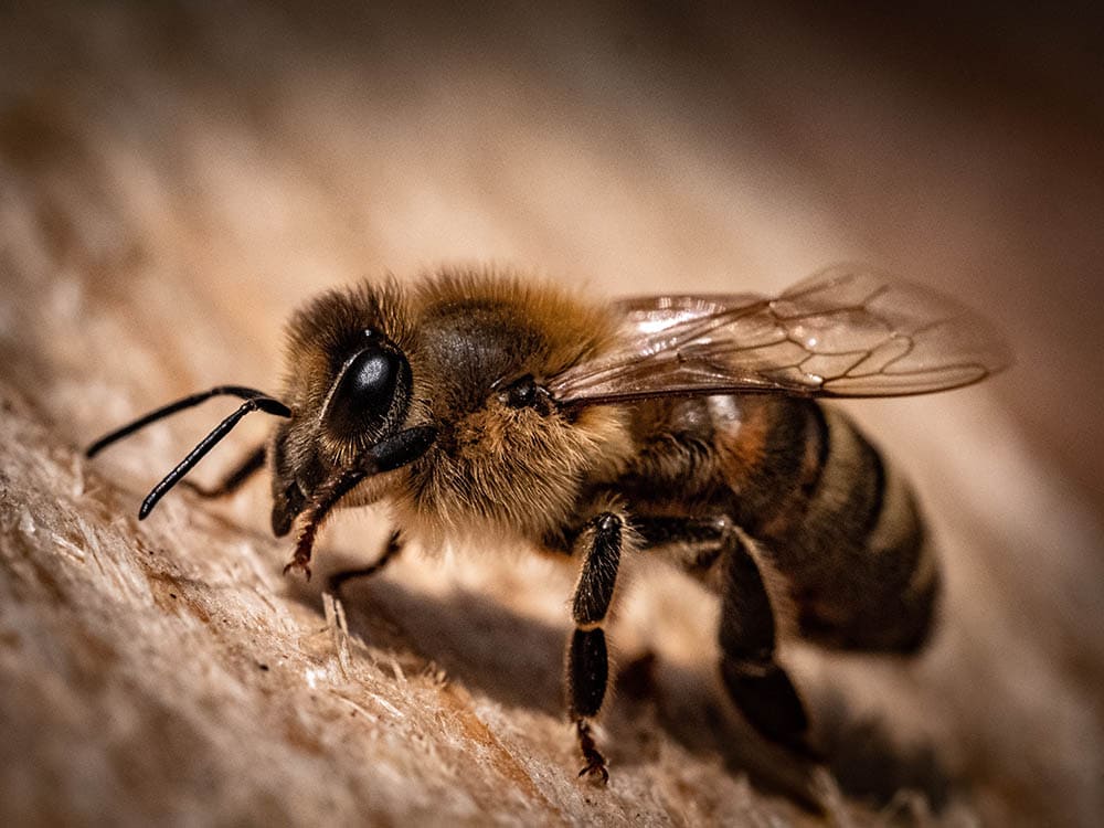 Honey bee macro shot