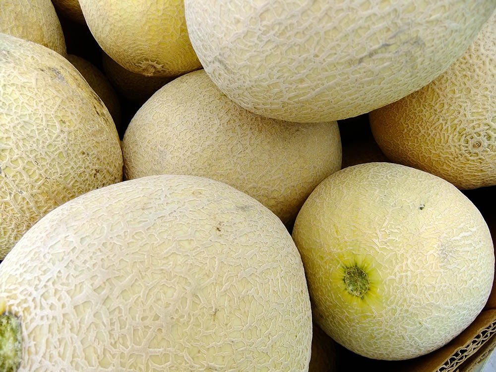 Honeydew melon