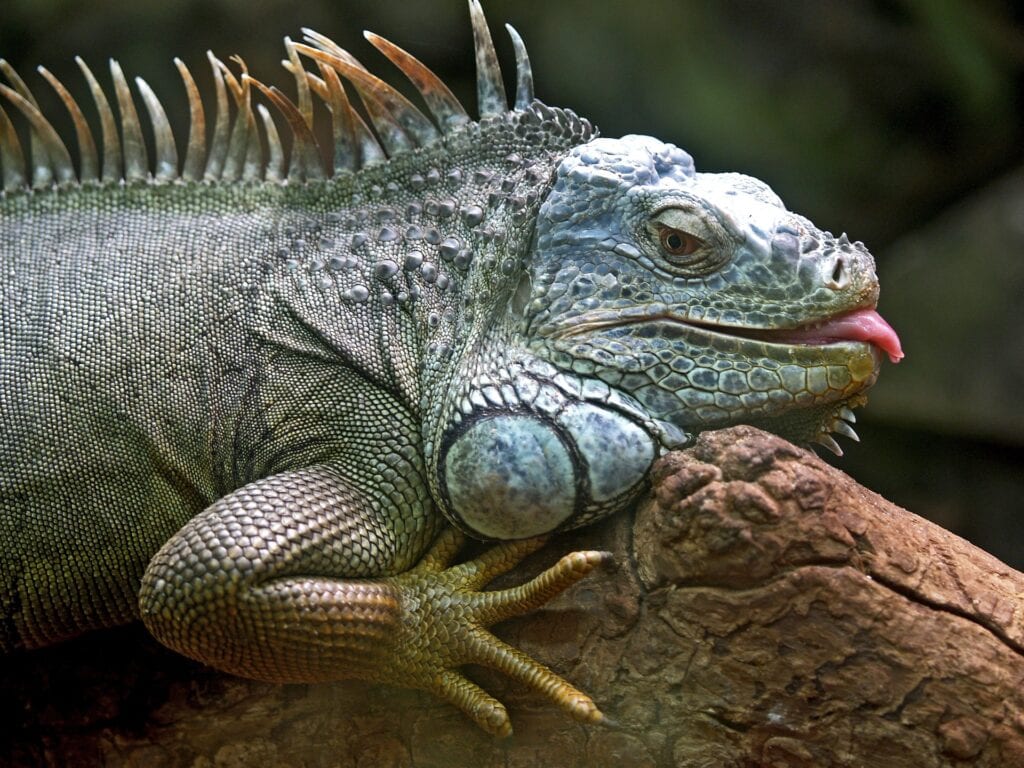 Iguana