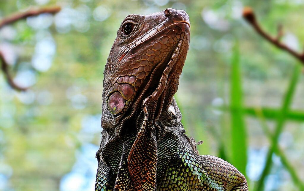 Iguana