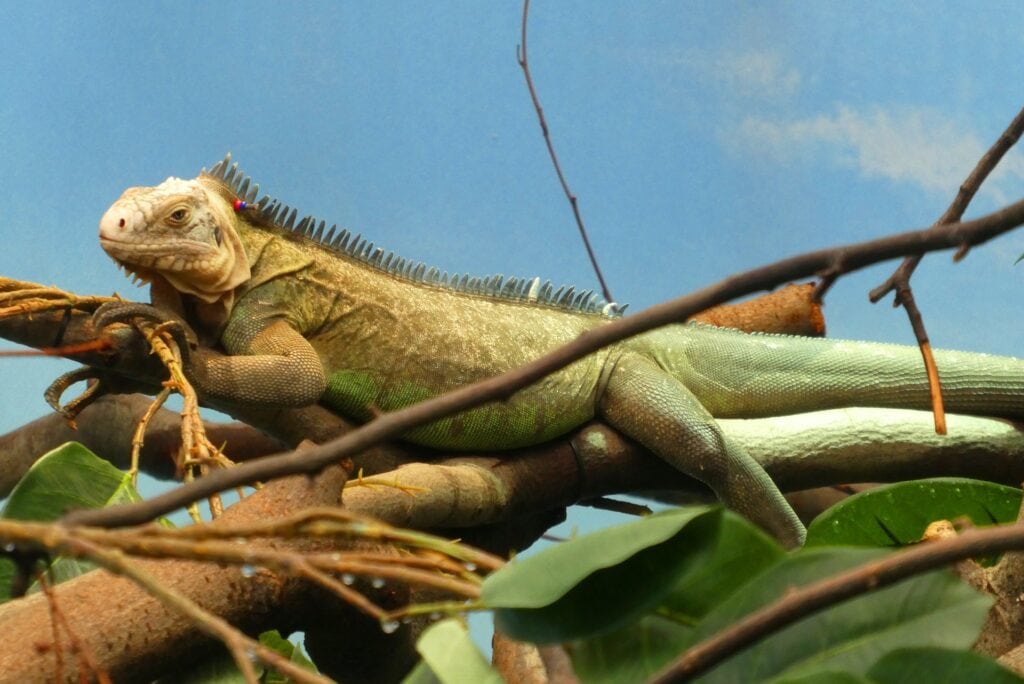 Iguana
