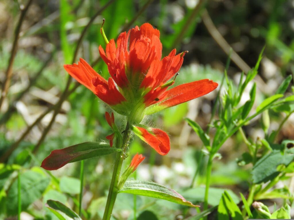 Indian Paintbrush