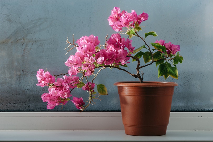 Indoor Bougainvillea