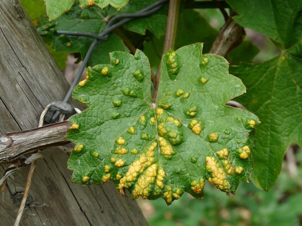 Infested leaf