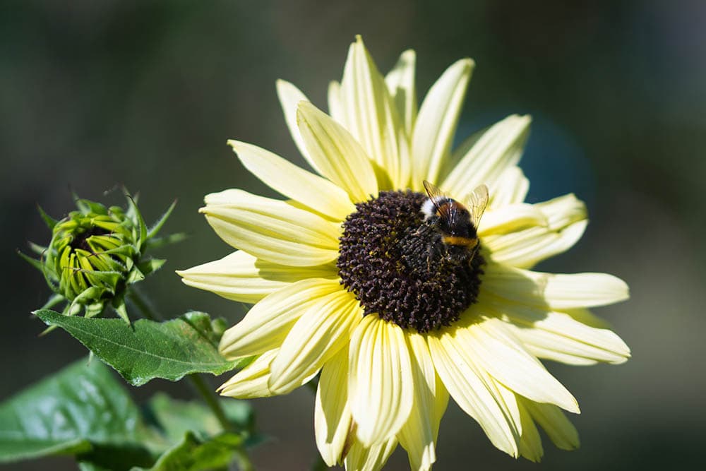 Italian white sunflower