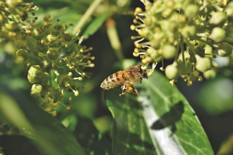 Ivy bee flying for pollination
