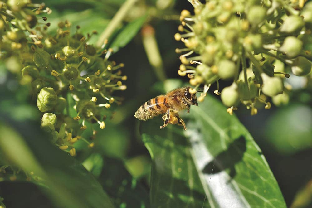 Ivy bee flying for pollination