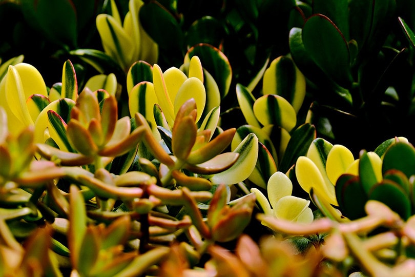 Jade Plant