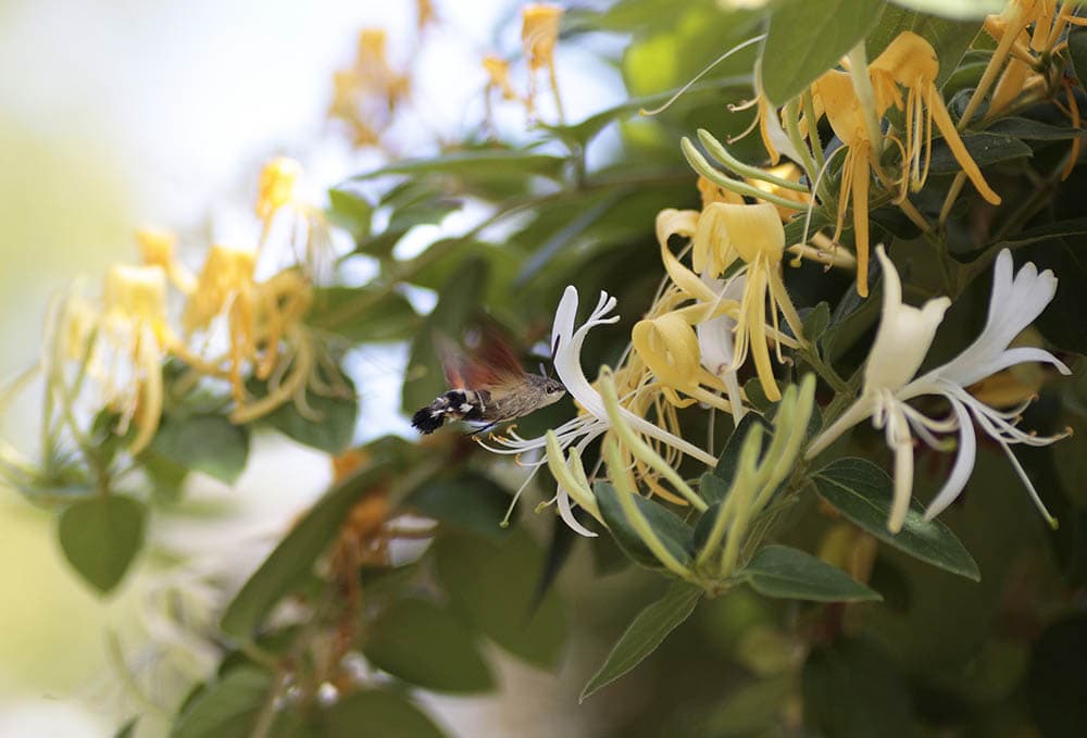 Japanese Honeysuckle