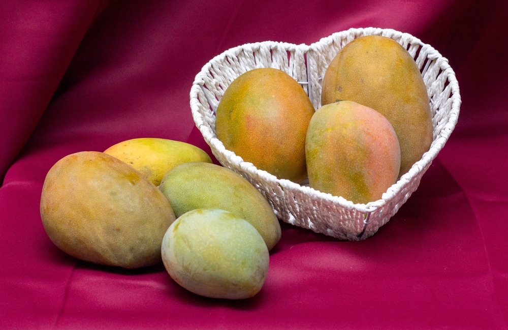 Julie mango