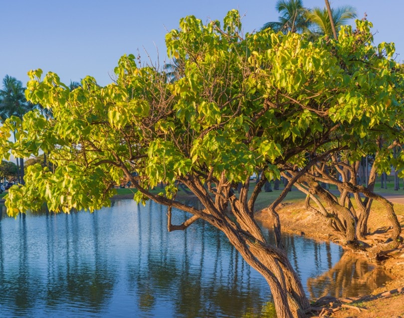 Kukui Nut Tree