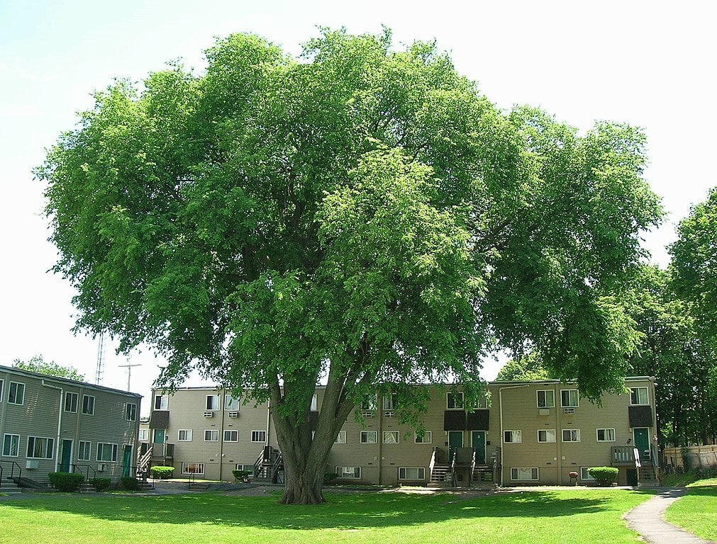 Large American Elm Tree