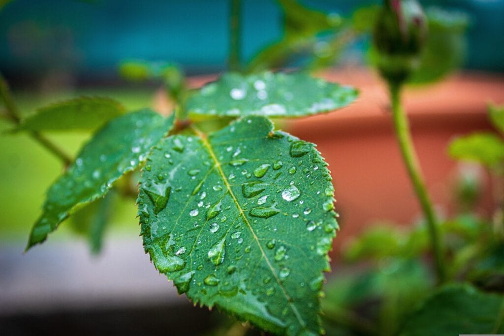 Leaf with water droplets