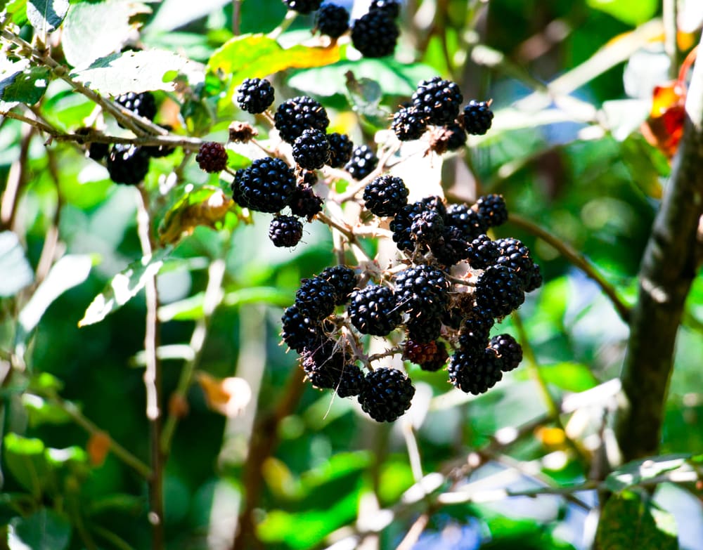 Loch Ness blackberry