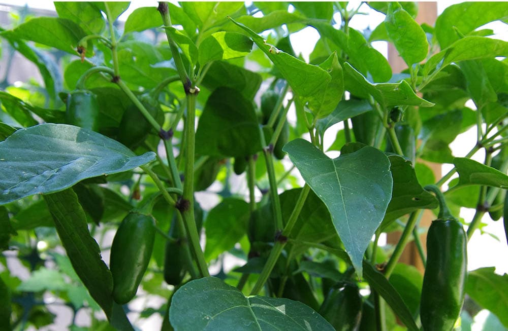 Mammoth jalapeno pepper plant