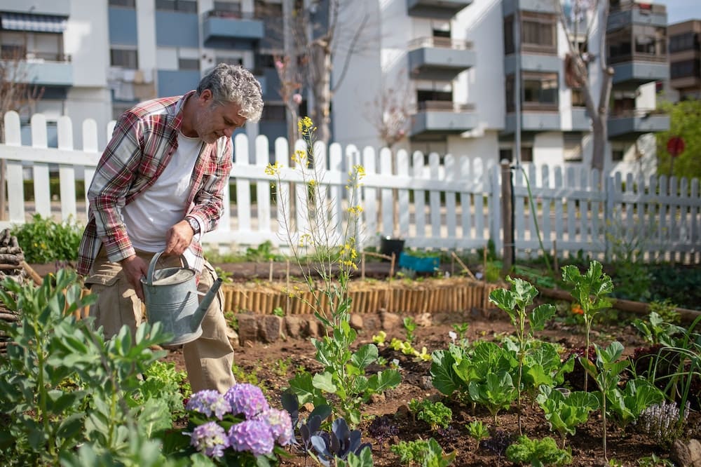 Man watering the plants