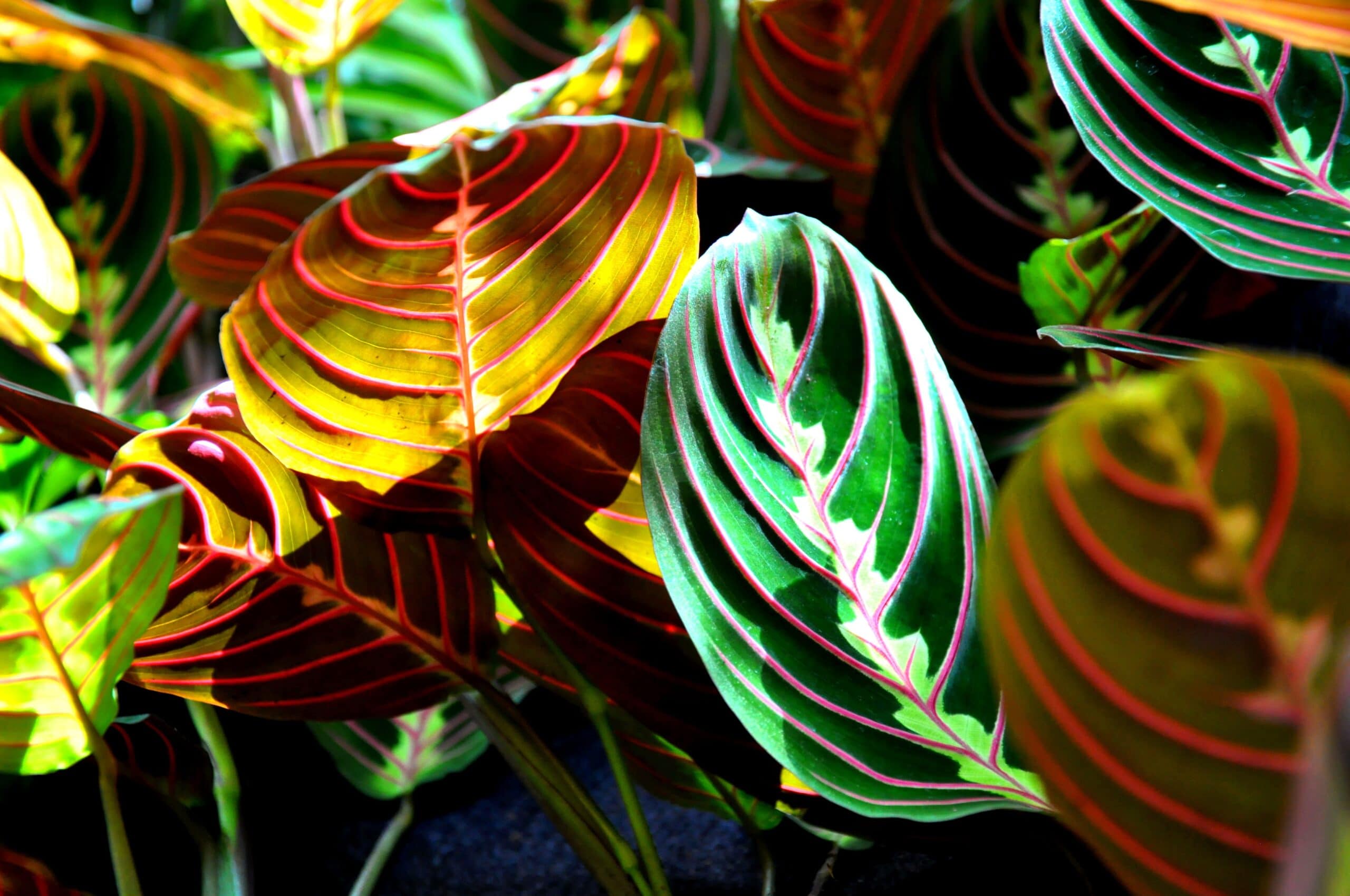 Maranta Plant 