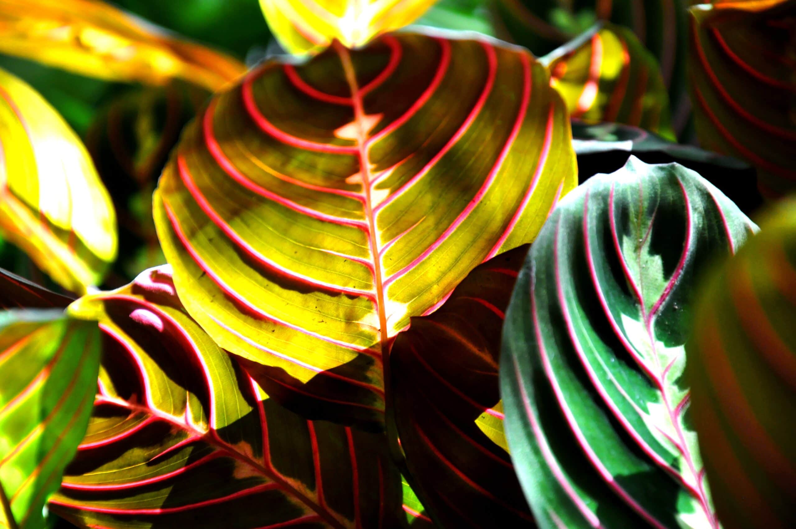 Maranta Plant 
