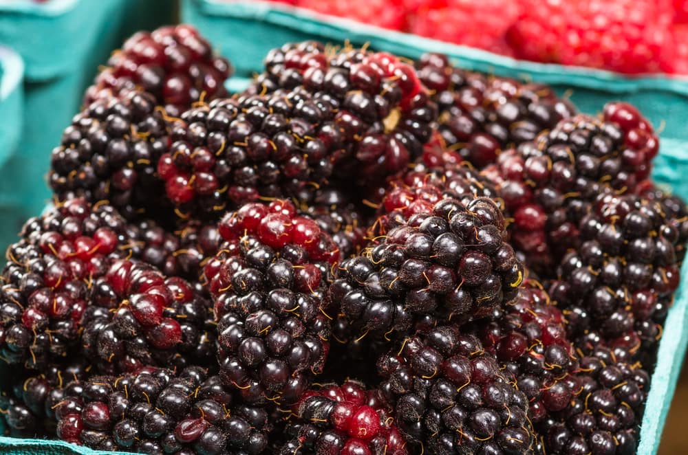 Marion Berry Blackberry