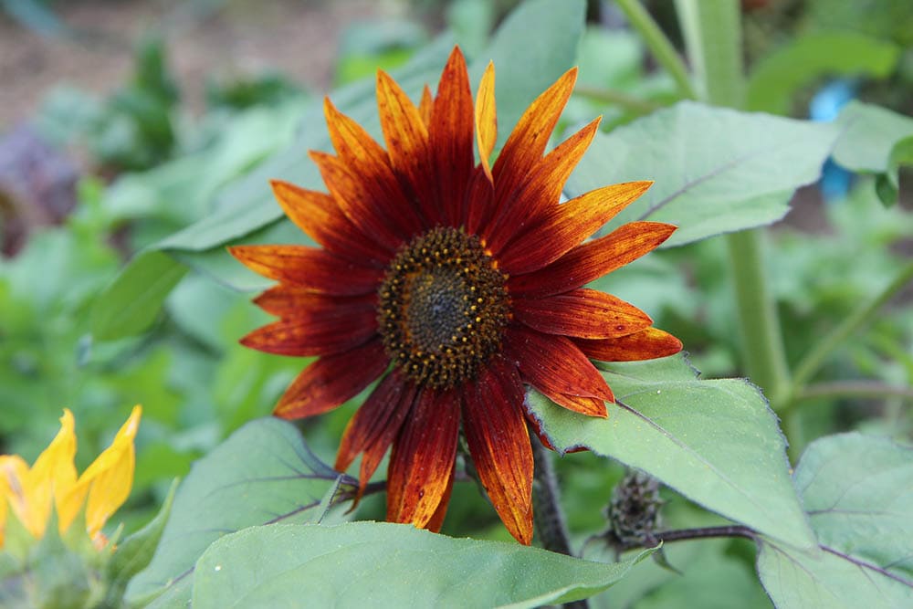 Moulin Rogue Sunflower