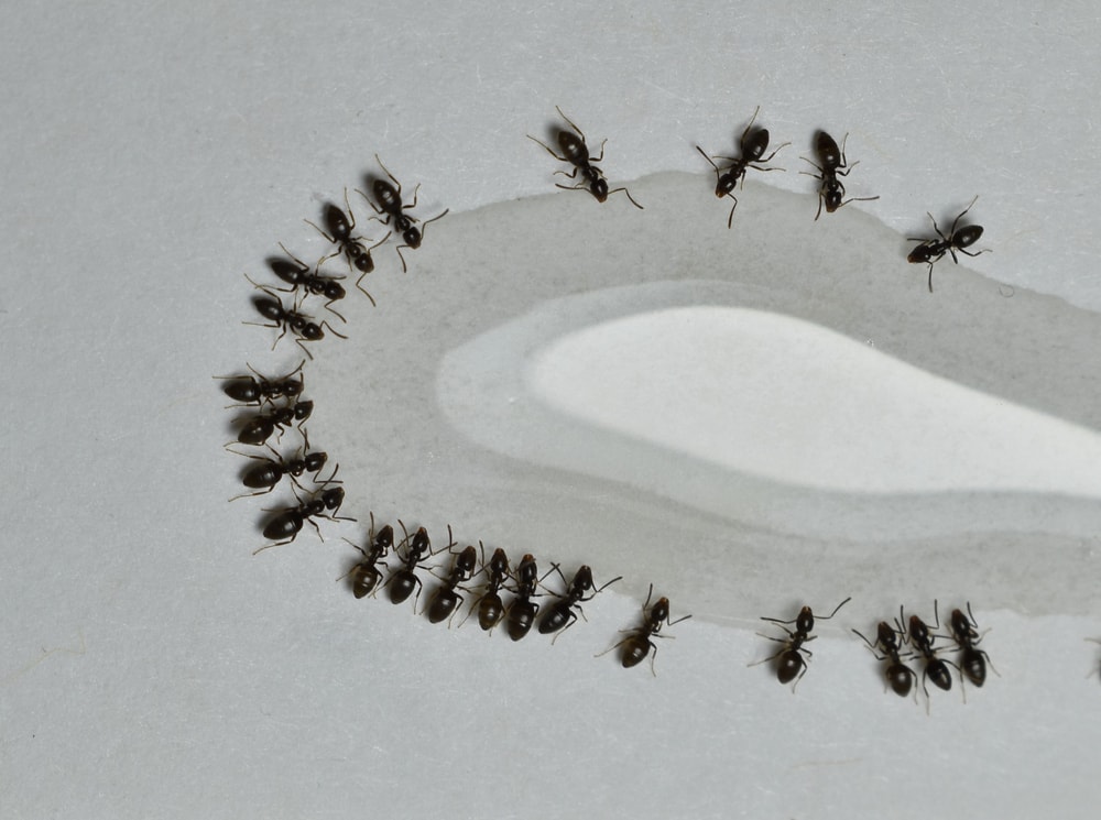 Odorous House Ants