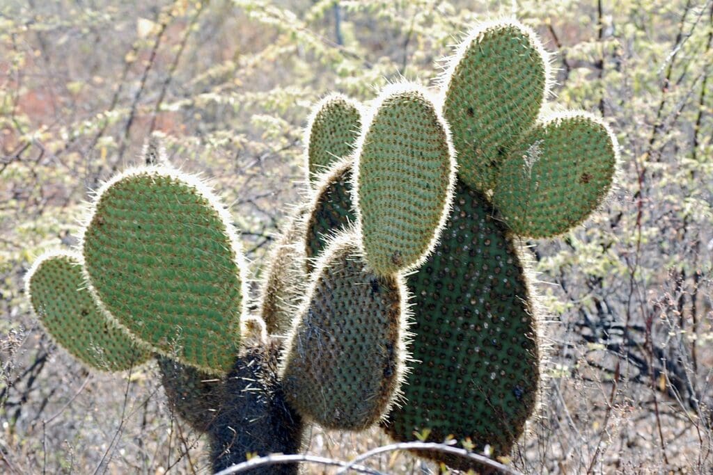 Opuntia insularis, Isabela 2010 10 03 1715