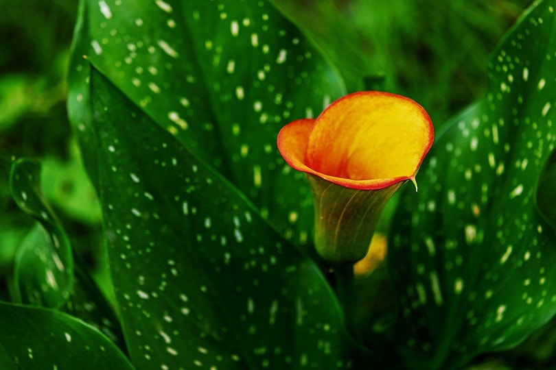 Orange Calla Lilies