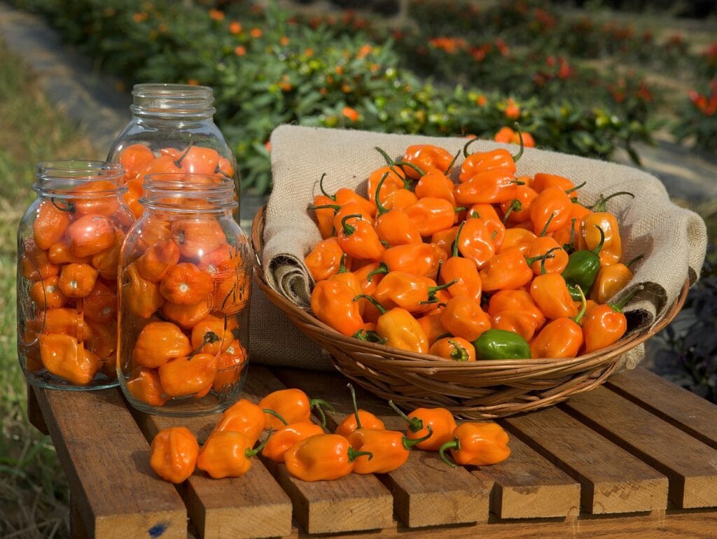 Orange habanero peppers