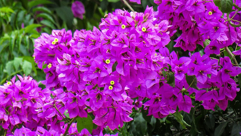 Outdoor Bougainvillea