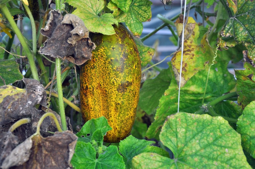 Overripe cucumber