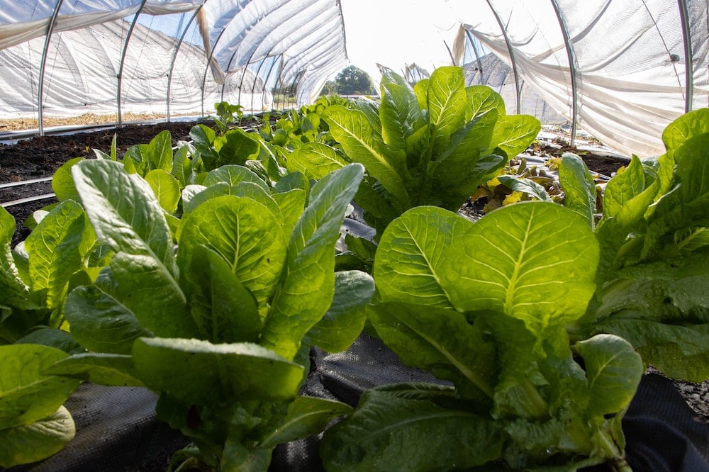 Parris Island Lettuce