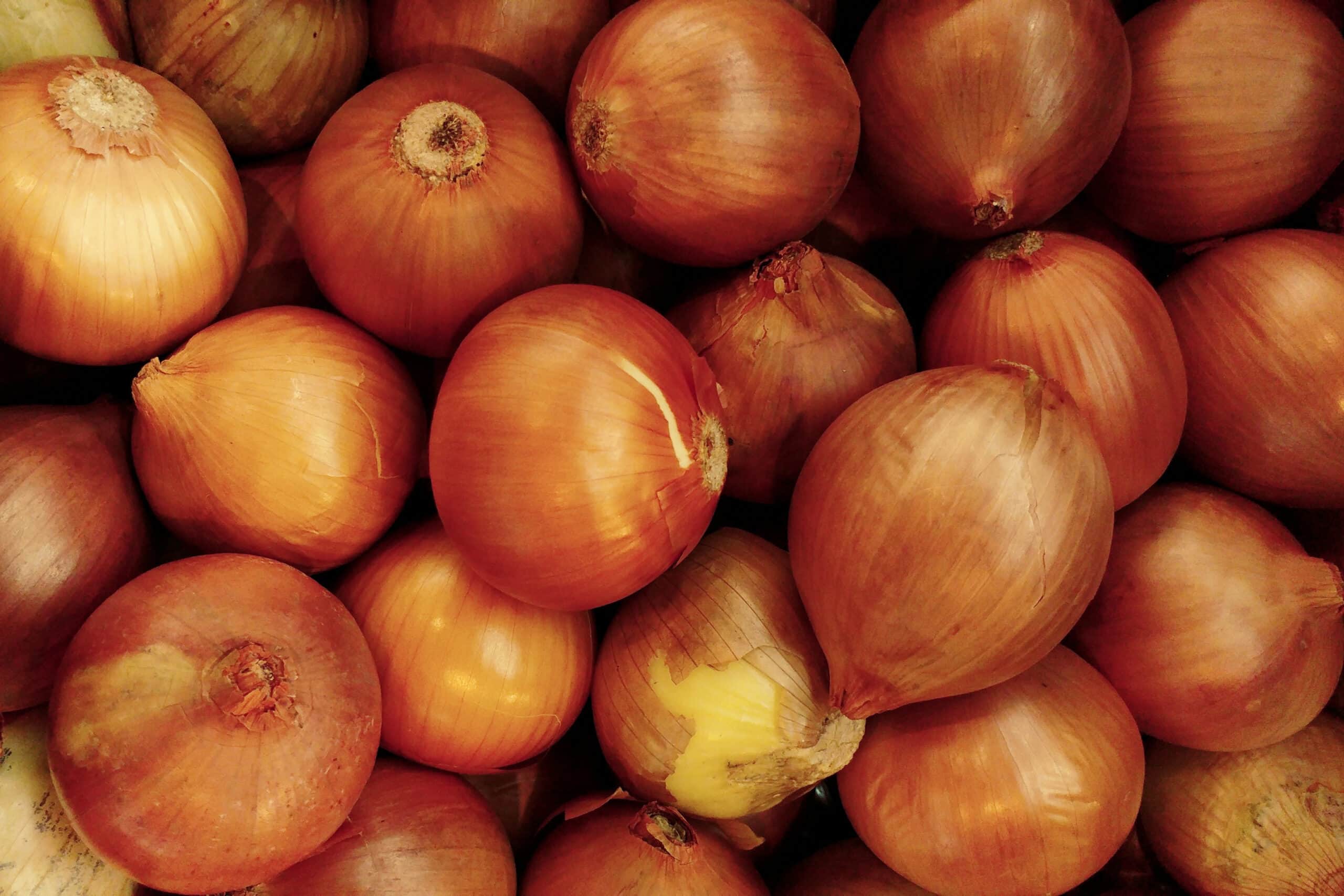 Patterson Onion