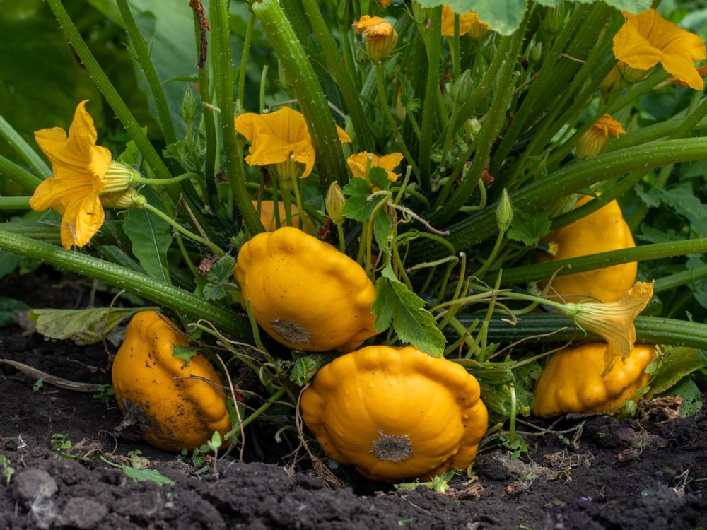 Pattypan Zucchini