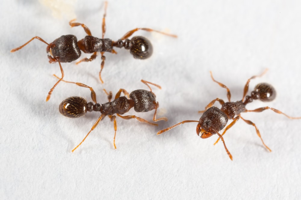 Pavement Ants