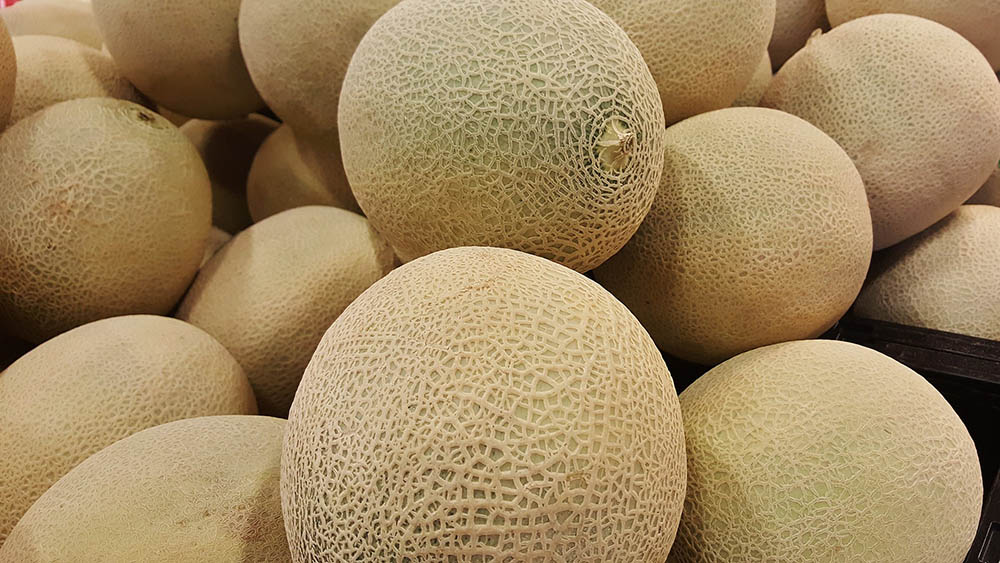 Persian Melon