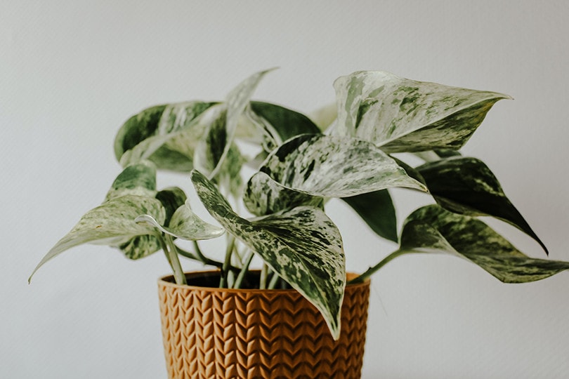Photos in Vase Indoor