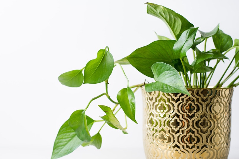 Photos in Vase